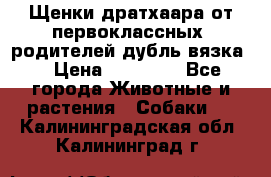 Щенки дратхаара от первоклассных  родителей(дубль вязка) › Цена ­ 22 000 - Все города Животные и растения » Собаки   . Калининградская обл.,Калининград г.